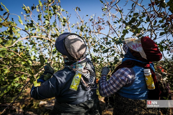 برداشت پسته در شهرستان نیشابور
