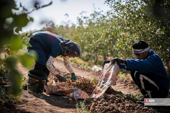 برداشت پسته در شهرستان نیشابور