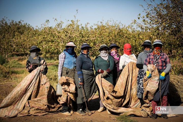 برداشت پسته در شهرستان نیشابور