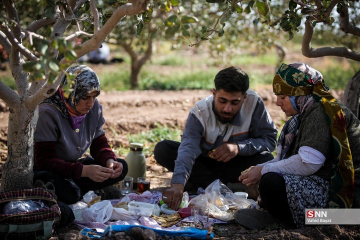 برداشت پسته در شهرستان نیشابور