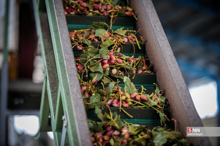 برداشت پسته در شهرستان نیشابور