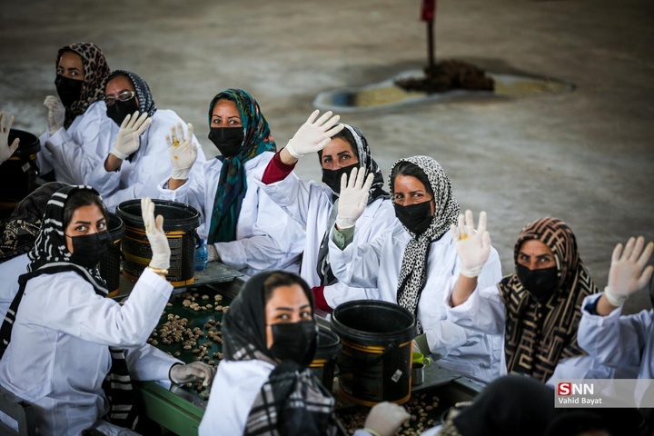 برداشت پسته در شهرستان نیشابور