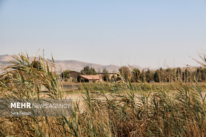 مرگ تلخ سراب نیلوفر؛ هشدار خاموش طبیعت به مدیران