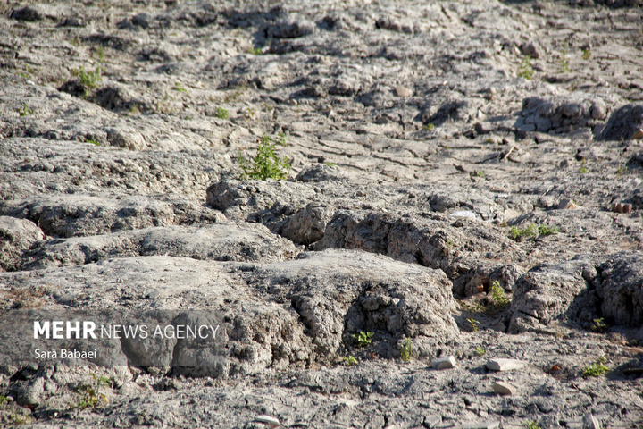مرگ تلخ سراب نیلوفر؛ هشدار خاموش طبیعت به مدیران