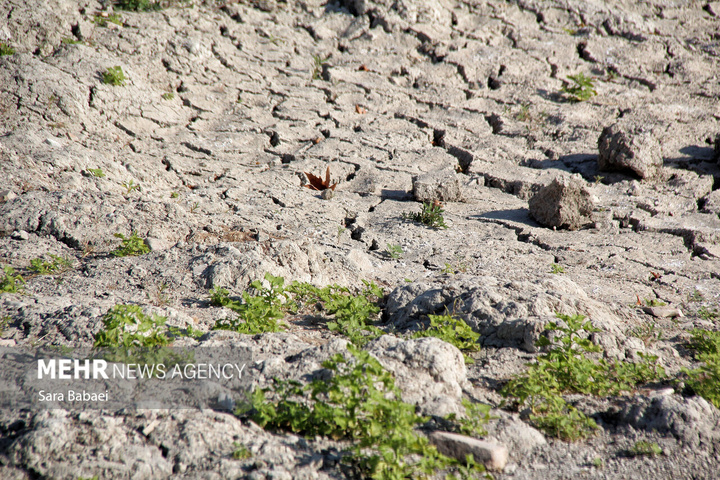 مرگ تلخ سراب نیلوفر؛ هشدار خاموش طبیعت به مدیران