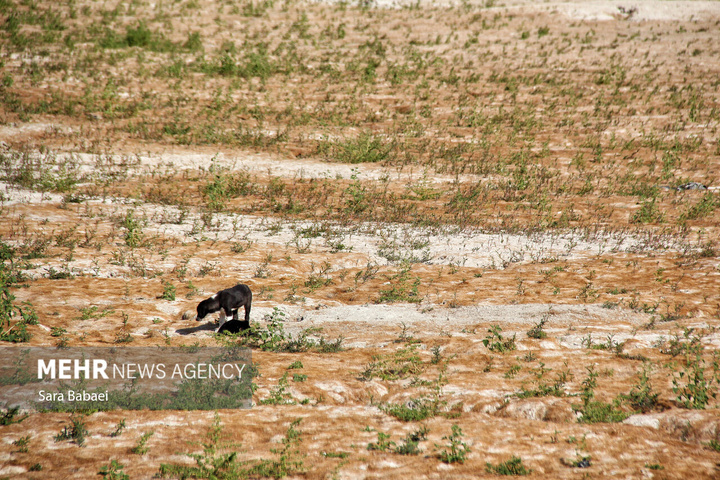 مرگ تلخ سراب نیلوفر؛ هشدار خاموش طبیعت به مدیران