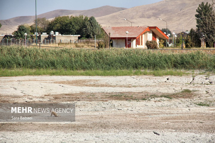 مرگ تلخ سراب نیلوفر؛ هشدار خاموش طبیعت به مدیران