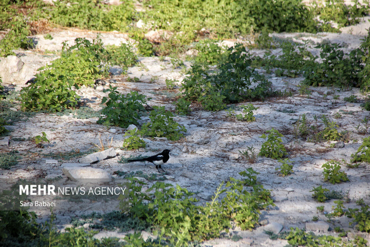 مرگ تلخ سراب نیلوفر؛ هشدار خاموش طبیعت به مدیران