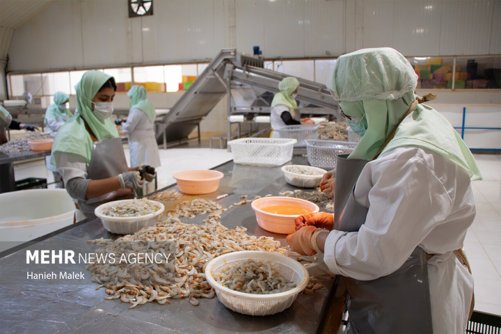 فرآوری میگو در گلستان