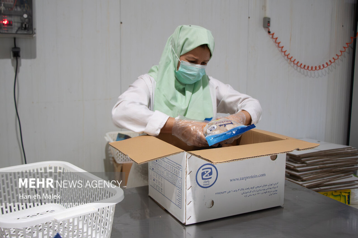 فرآوری میگو در گلستان