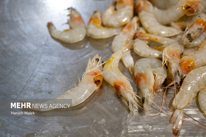 فرآوری میگو در گلستان