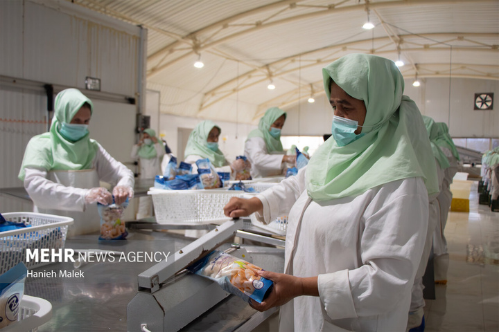 فرآوری میگو در گلستان