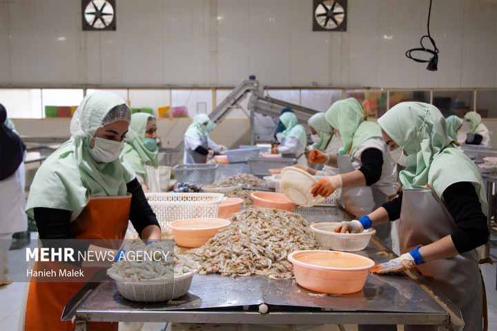 فرآوری میگو در گلستان