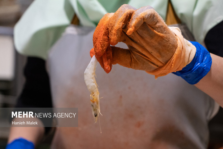 فرآوری میگو در گلستان