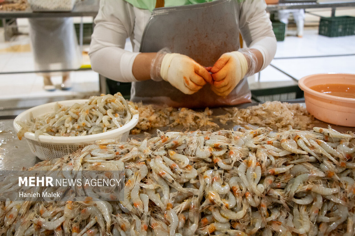 فرآوری میگو در گلستان