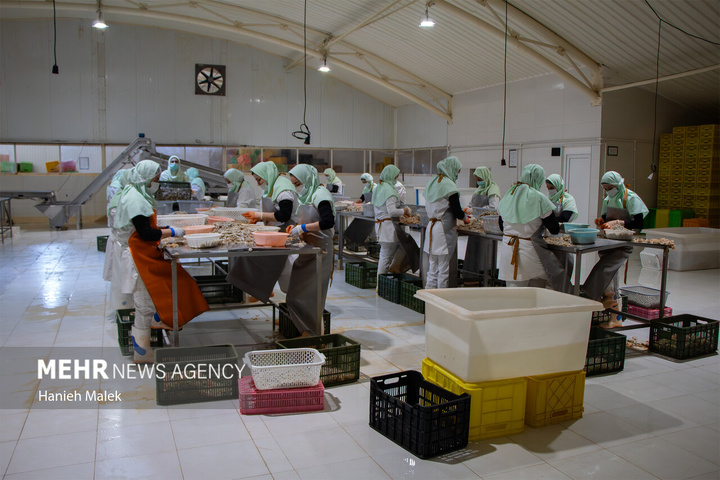 فرآوری میگو در گلستان