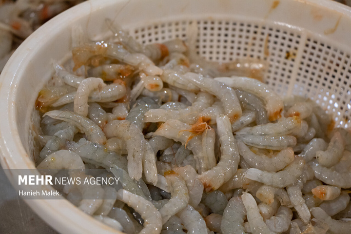 فرآوری میگو در گلستان