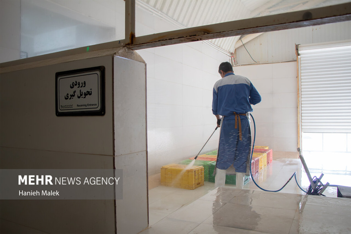 فرآوری میگو در گلستان