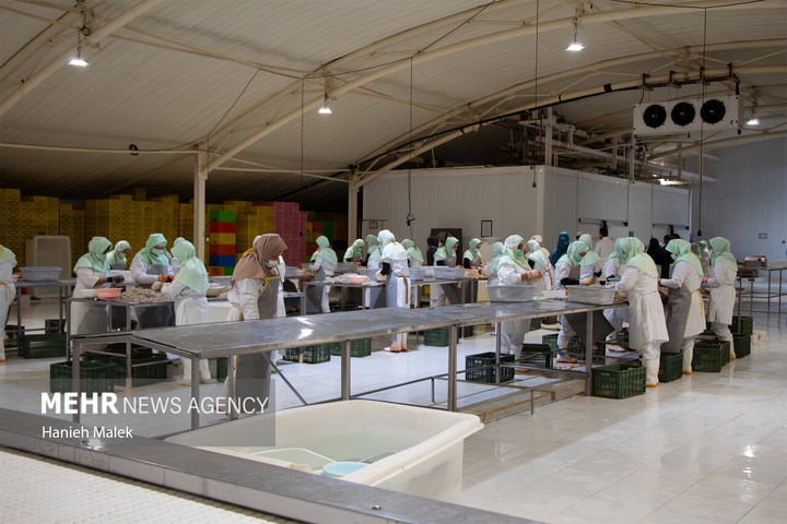 فرآوری میگو در گلستان