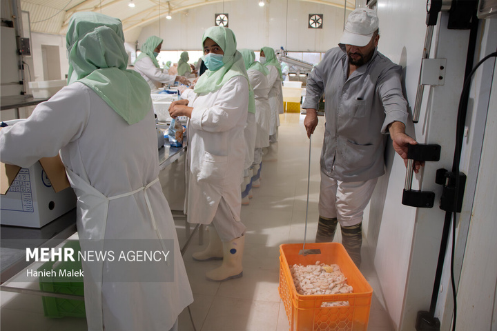 فرآوری میگو در گلستان