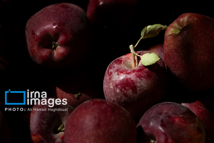 موسم پاییز؛ فصل سیب مراغه