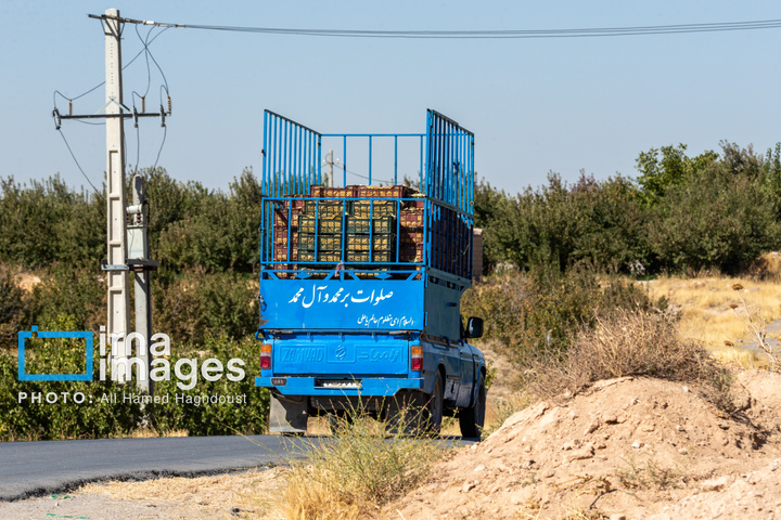 موسم پاییز؛ فصل سیب مراغه