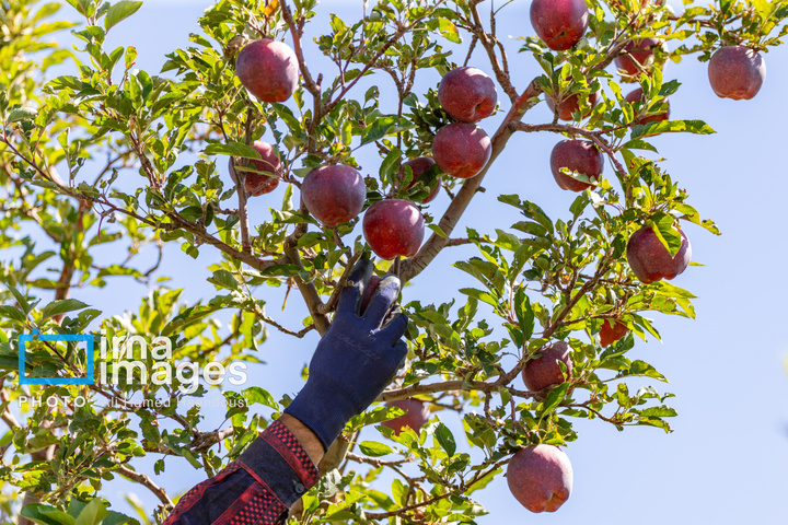 موسم پاییز؛ فصل سیب مراغه