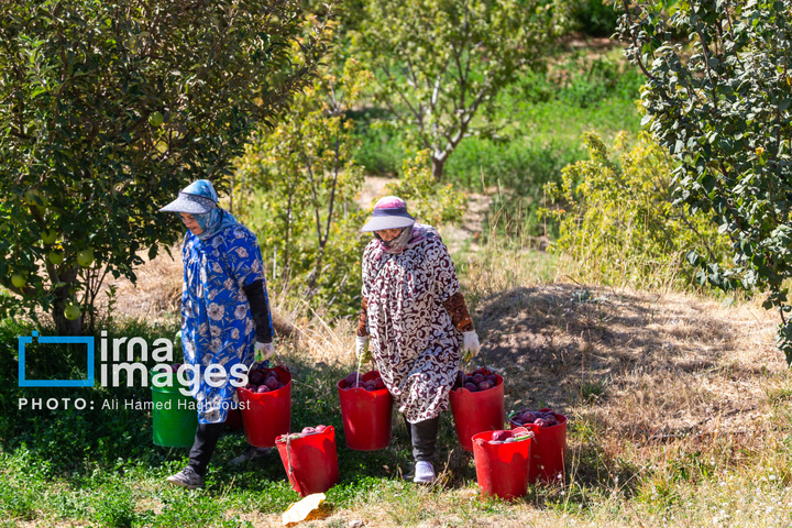 موسم پاییز؛ فصل سیب مراغه