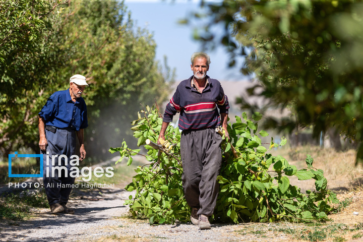 موسم پاییز؛ فصل سیب مراغه