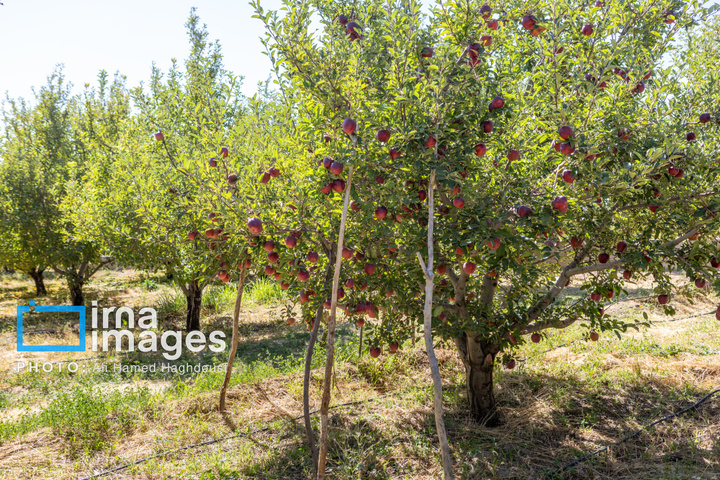 موسم پاییز؛ فصل سیب مراغه