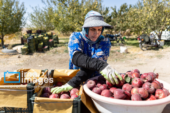 موسم پاییز؛ فصل سیب مراغه