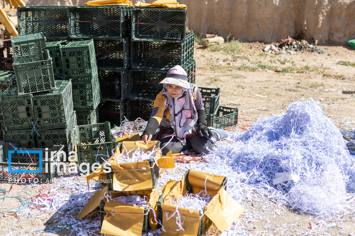 موسم پاییز؛ فصل سیب مراغه