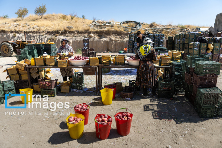 موسم پاییز؛ فصل سیب مراغه