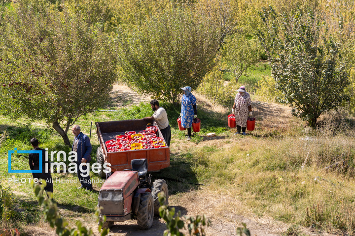 موسم پاییز؛ فصل سیب مراغه