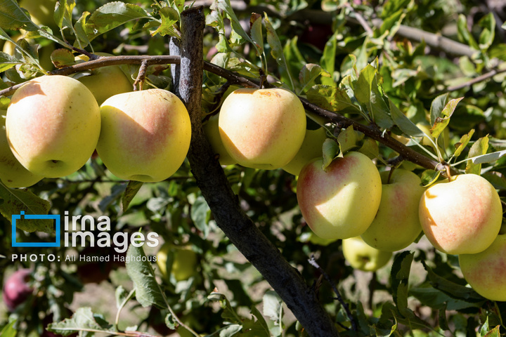 موسم پاییز؛ فصل سیب مراغه