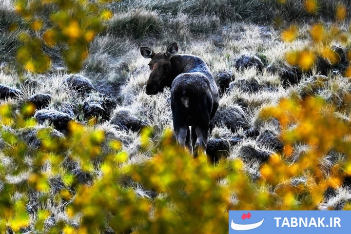 شکوه رنگ‌ها در چهار گوشه جهان