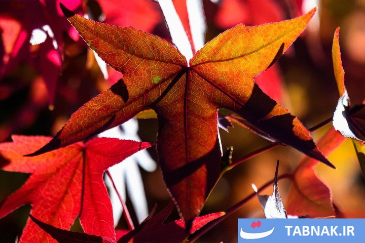 شکوه رنگ‌ها در چهار گوشه جهان