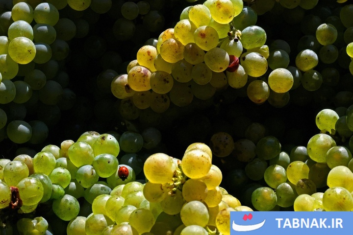 شکوه رنگ‌ها در چهار گوشه جهان