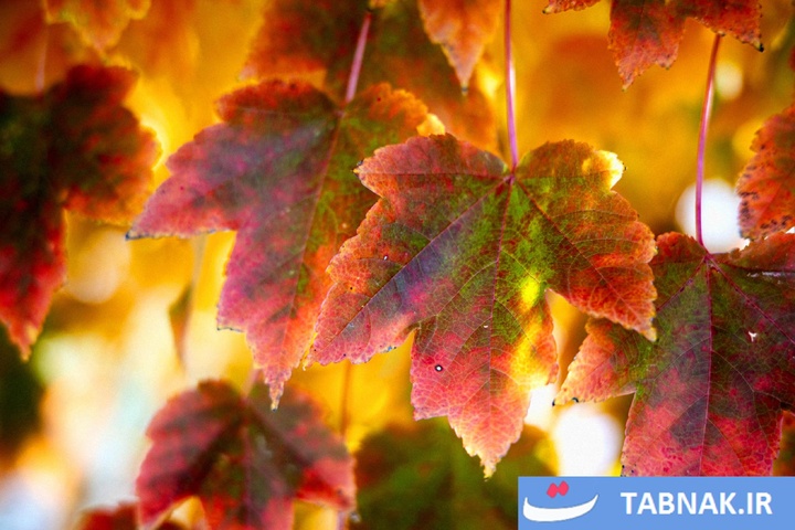 شکوه رنگ‌ها در چهار گوشه جهان