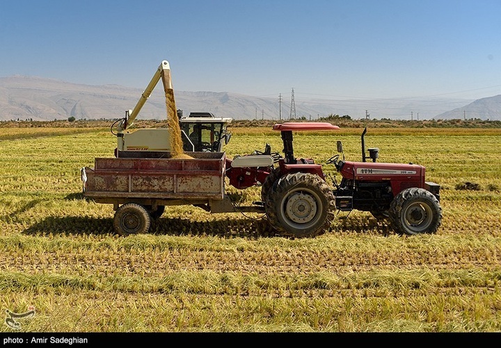 برداشت برنج در کامفیروز- فارس