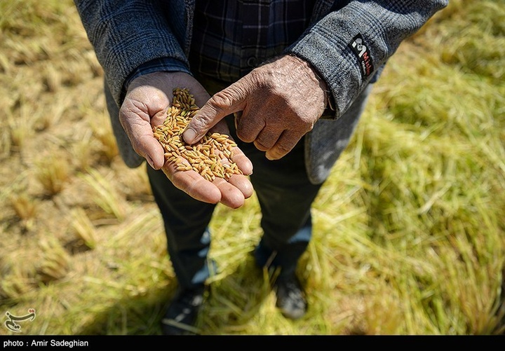برداشت برنج در کامفیروز- فارس
