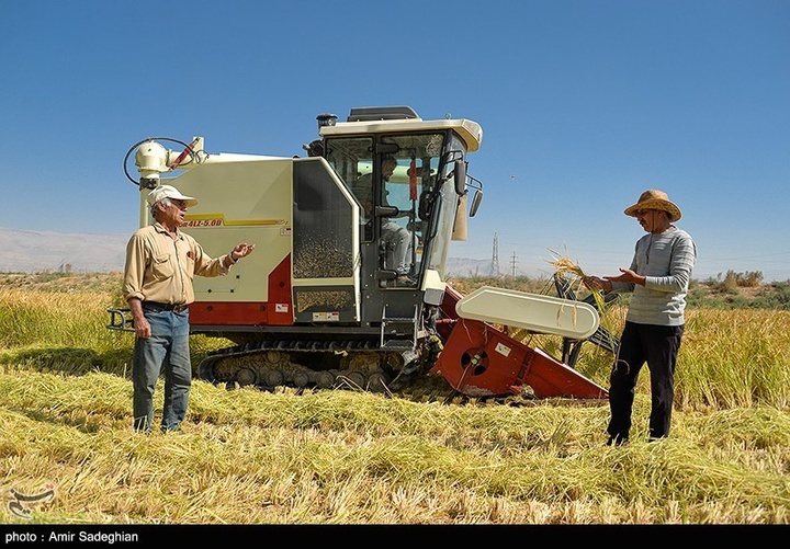 برداشت برنج در کامفیروز- فارس
