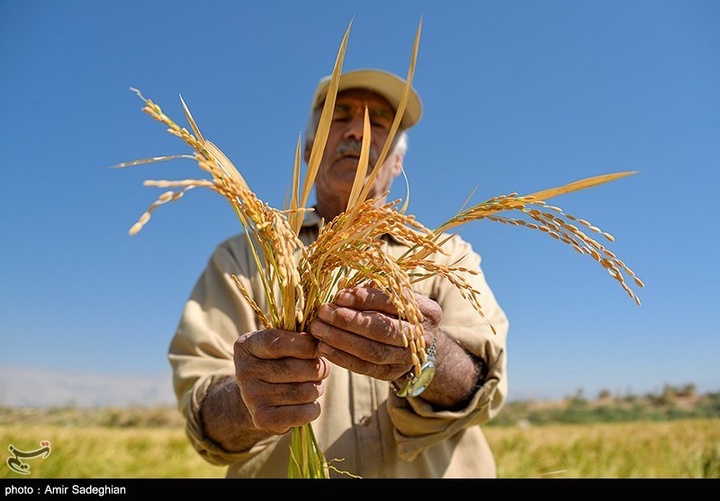 برداشت برنج در کامفیروز- فارس
