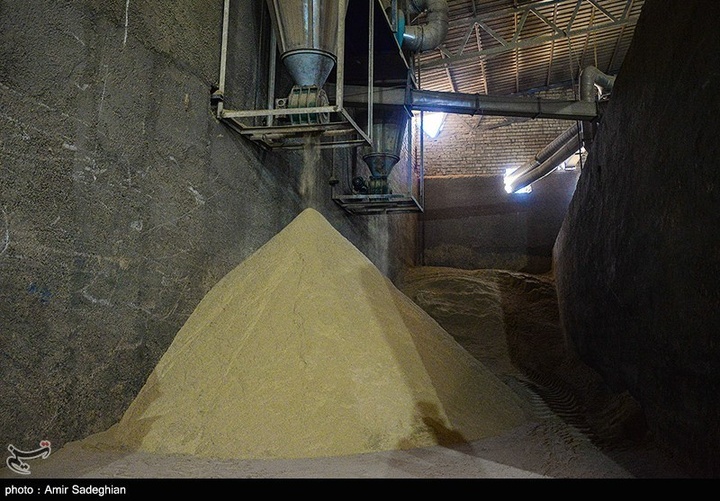 برداشت برنج در کامفیروز- فارس