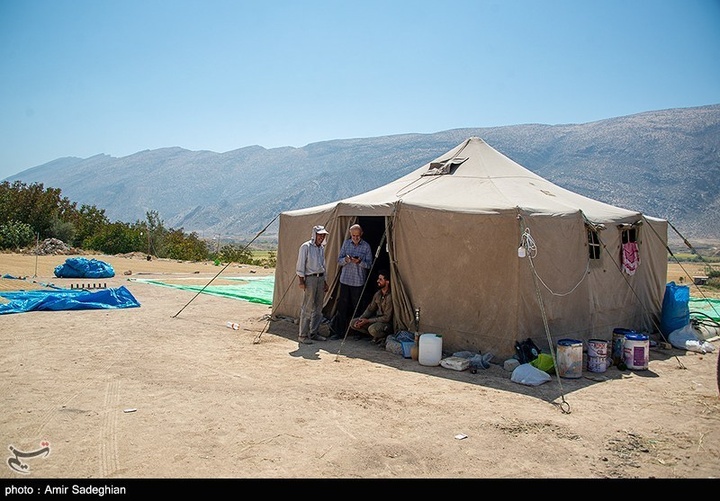 برداشت برنج در کامفیروز- فارس