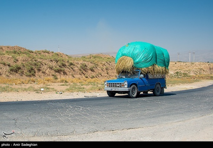برداشت برنج در کامفیروز- فارس