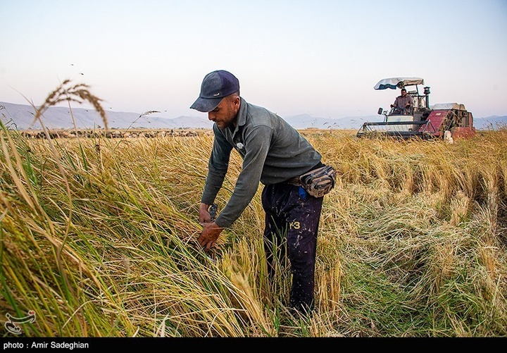 برداشت برنج در کامفیروز- فارس