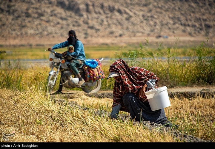 برداشت برنج در کامفیروز- فارس