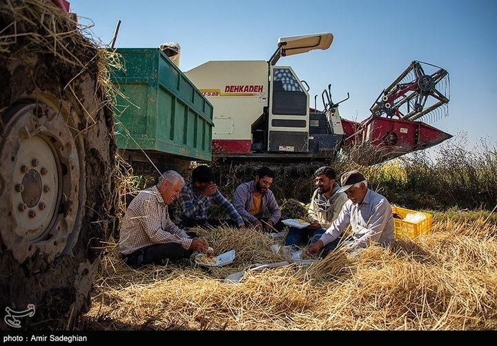 برداشت برنج در کامفیروز- فارس