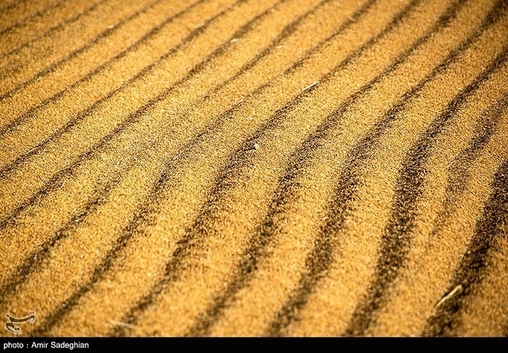 برداشت برنج در کامفیروز- فارس